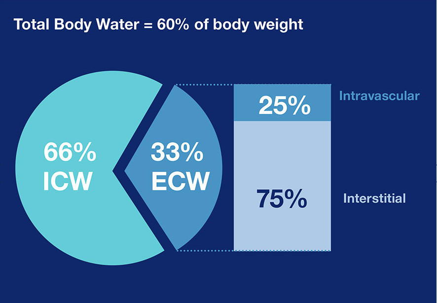 график распределения общего количества воды в организме